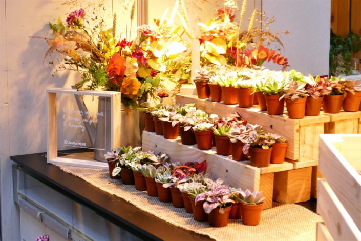 petits pots de succulentes - Evénement Bonne Maman, le jardin d'automne